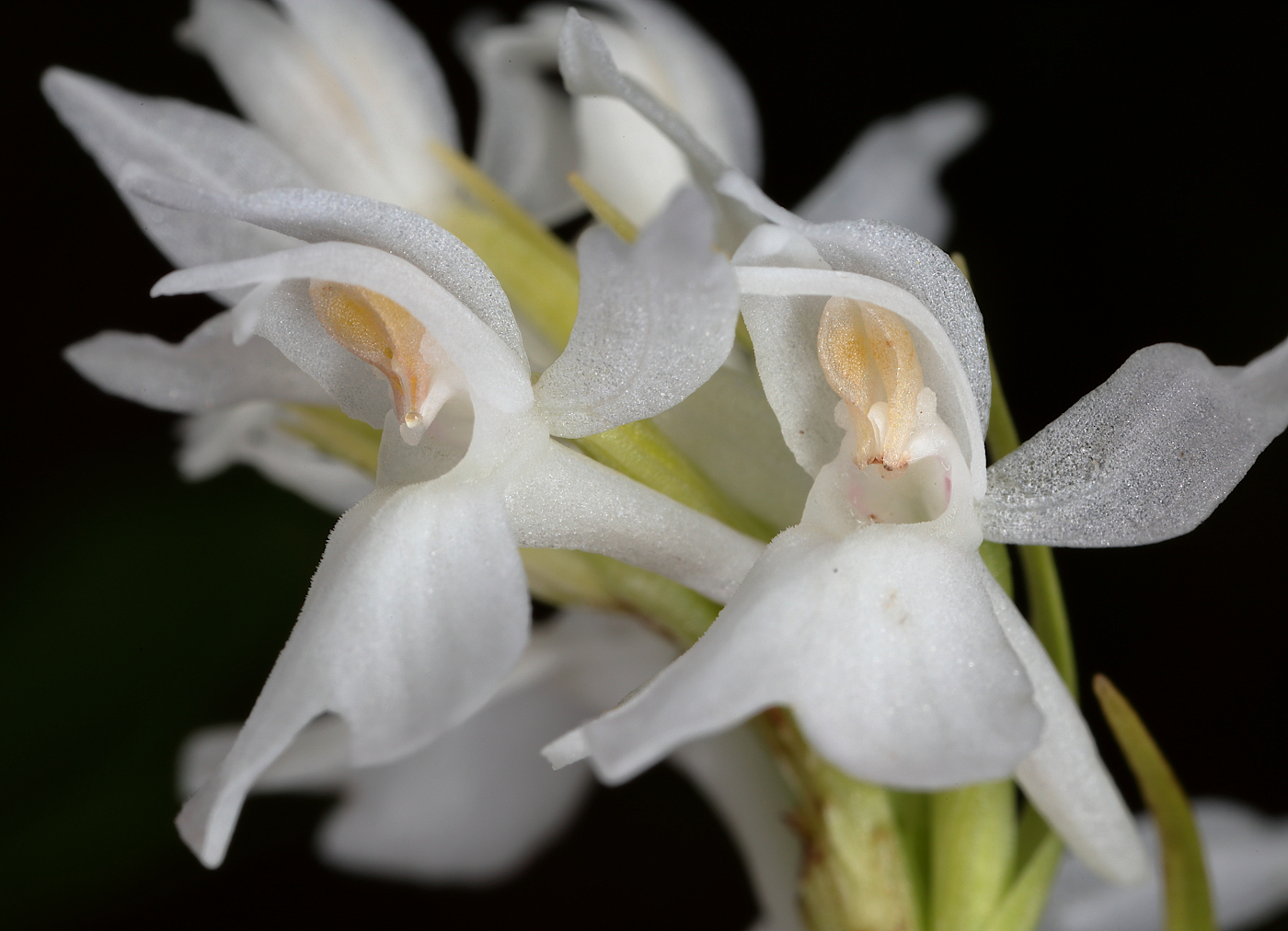 Изображение особи Dactylorhiza fuchsii.