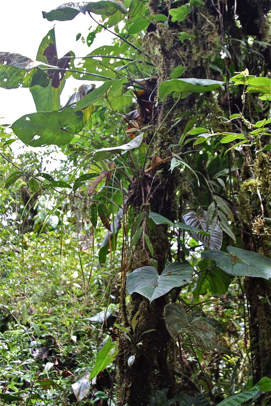 Image of Anthurium erythrostachyum specimen.