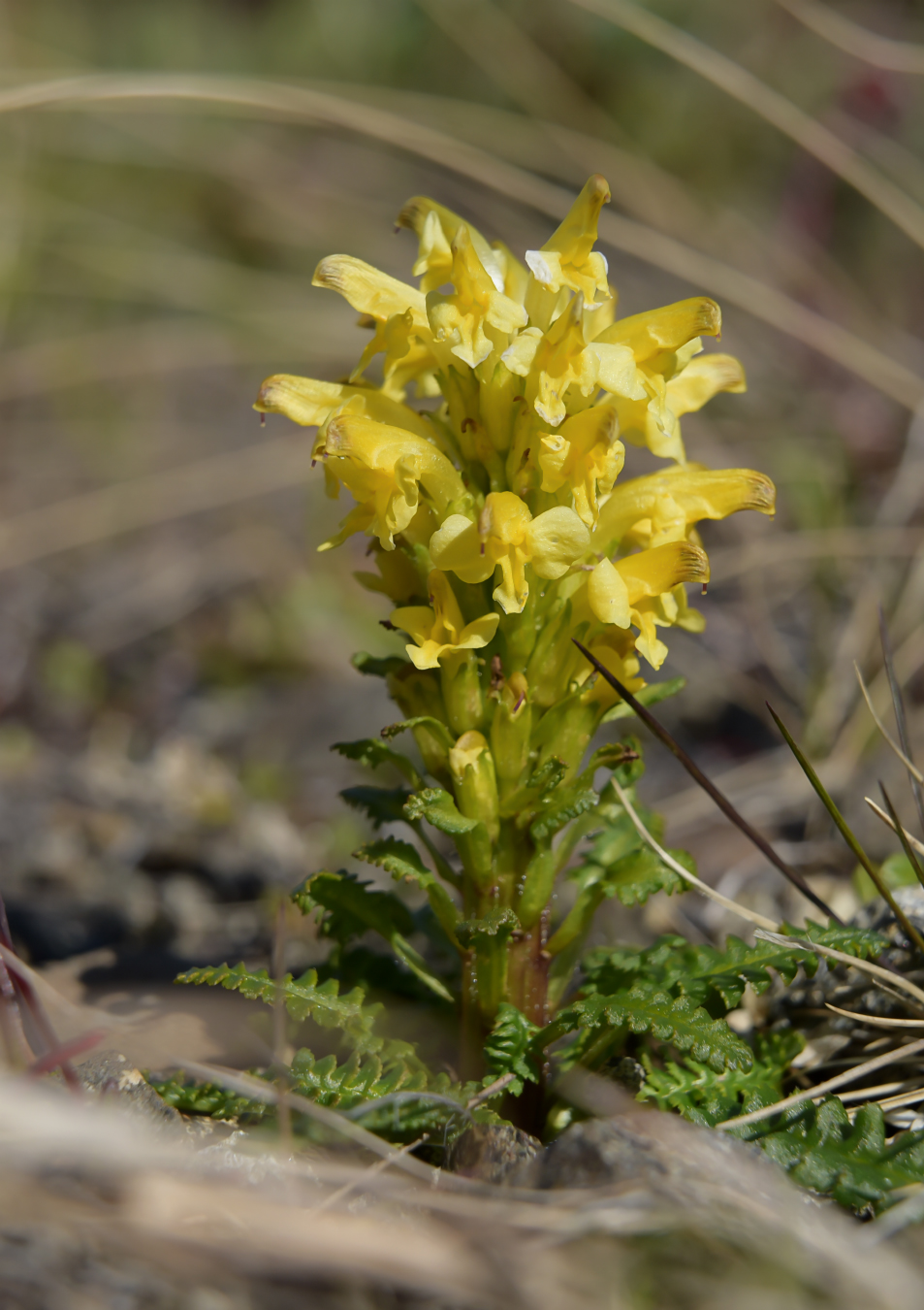 Image of Pedicularis oederi specimen.