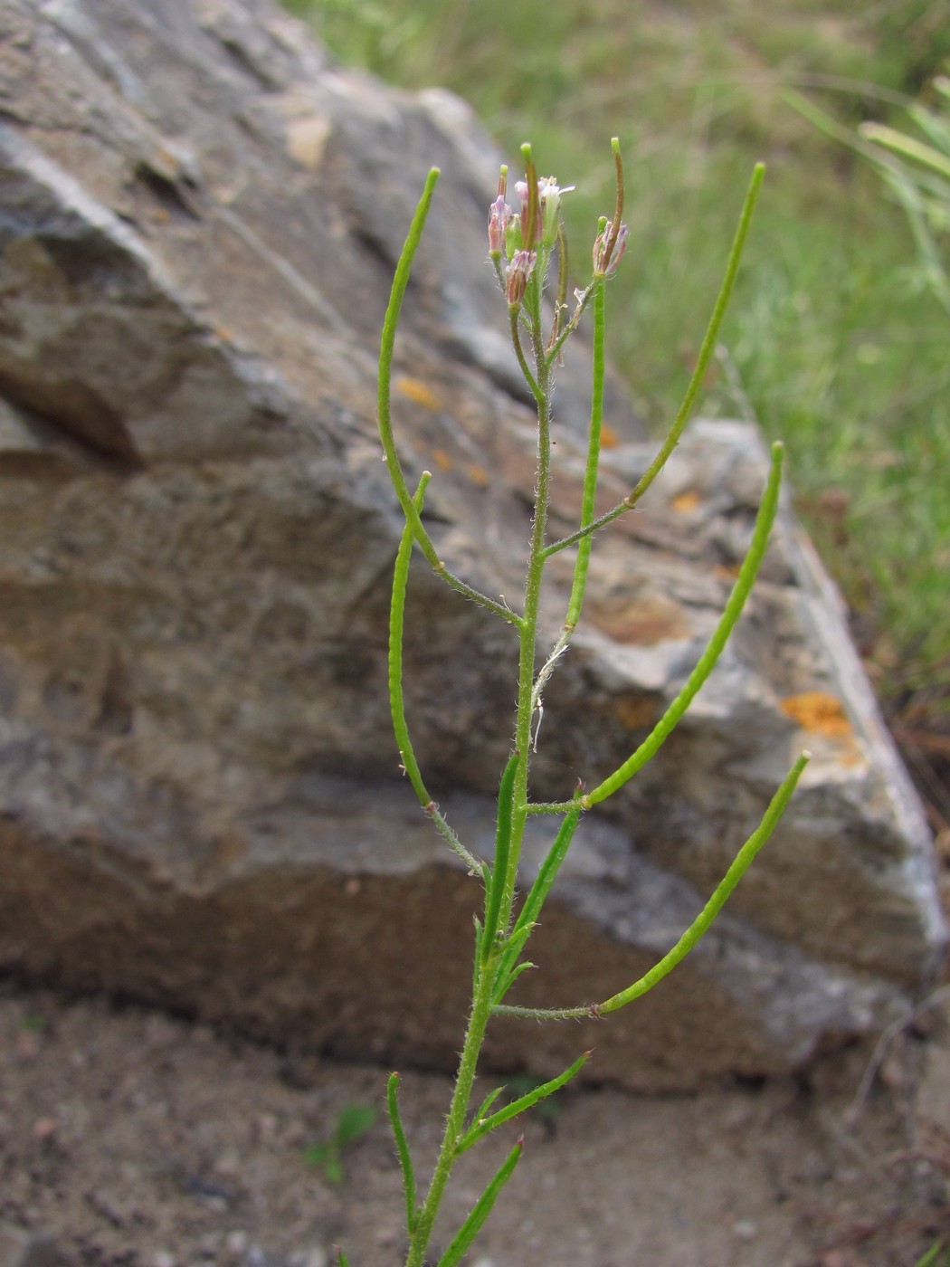 Image of Dontostemon micranthus specimen.