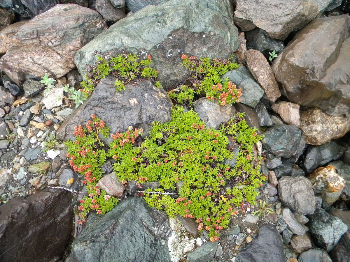 Image of Salix brayi specimen.