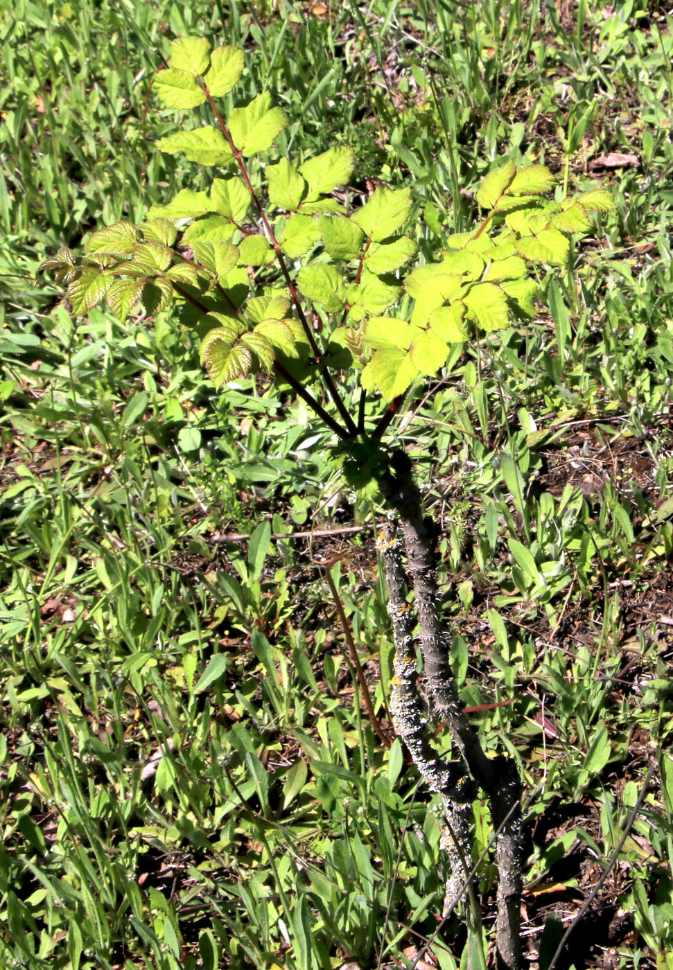 Image of Aralia elata specimen.