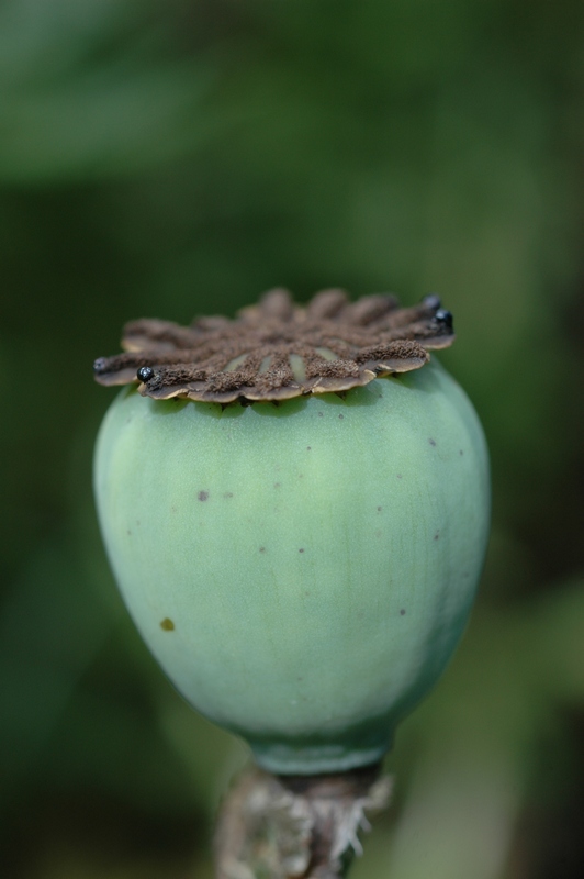 Image of Papaver orientale specimen.