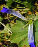 Gentianopsis barbata. Венчик на листе манжетки, разделённый до эпипетальных нектарников. Республика Алтай, Онгудайский р-н, пер. Семинский, каменистый субальпийский луг. 05.08.2010.