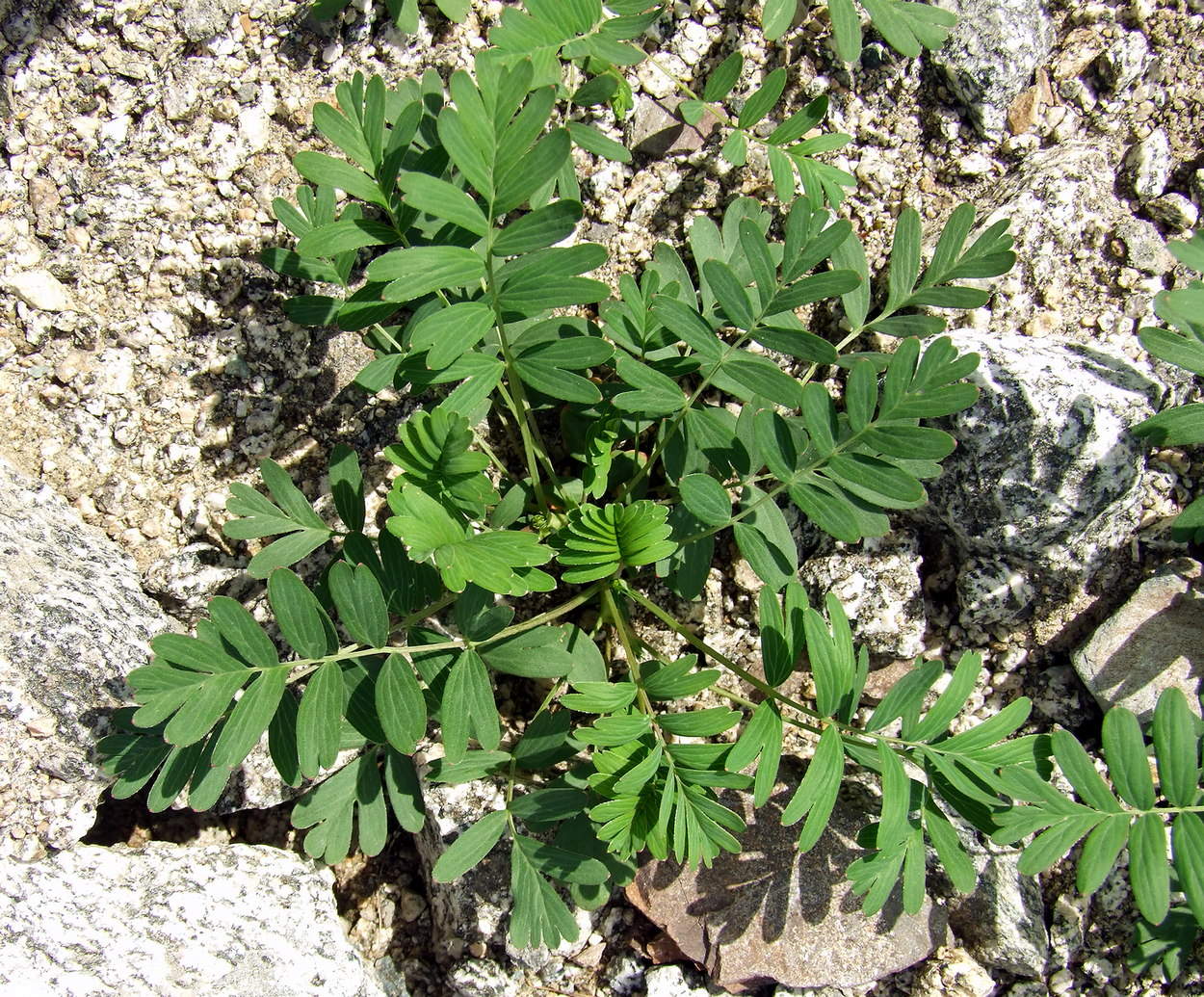 Изображение особи Potentilla semiglabra.