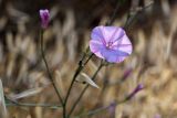 Convolvulus subhirsutus