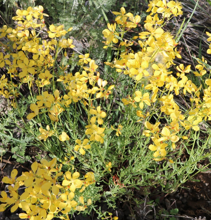 Image of Hypericum lydium specimen.