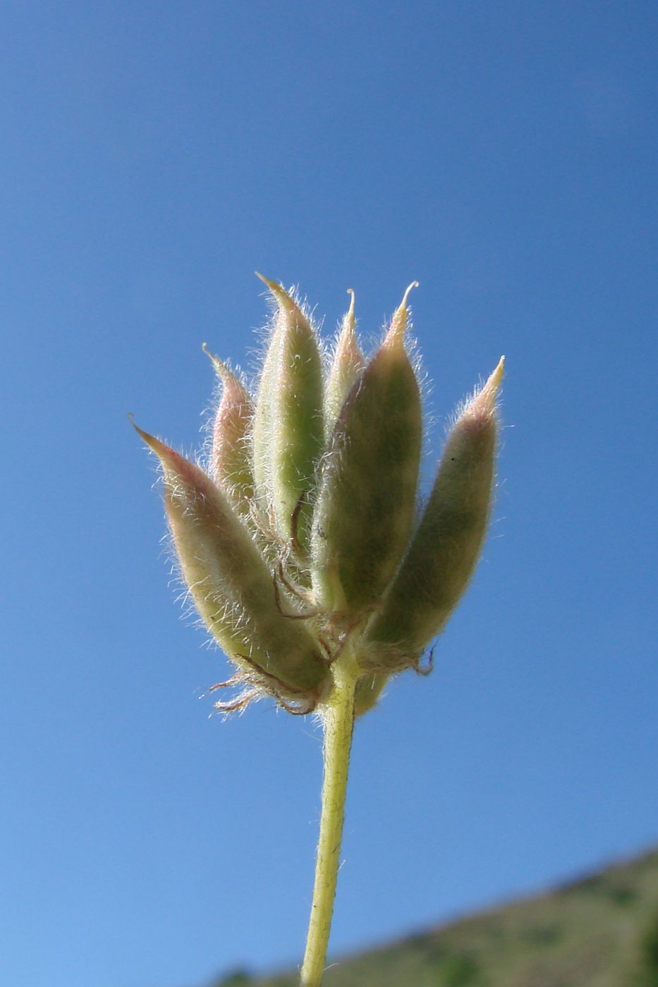 Image of Astragalus sesamoides specimen.