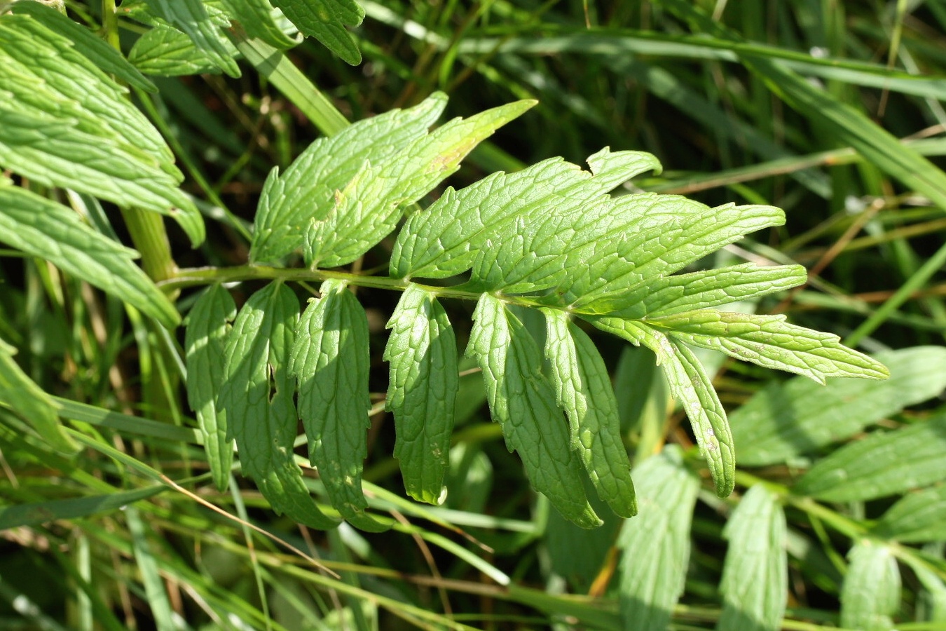 Image of Valeriana officinalis specimen.