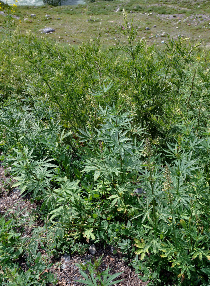 Image of Cannabis sativa var. spontanea specimen.