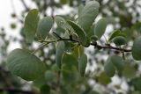 Populus pruinosa