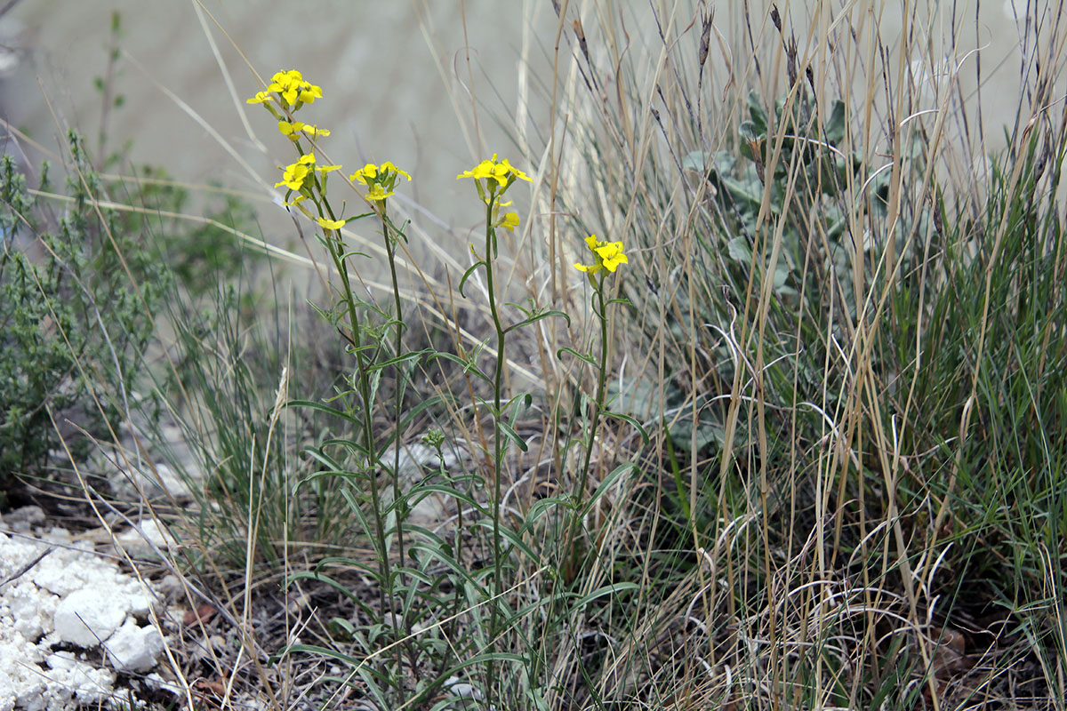 Изображение особи Erysimum substrigosum.