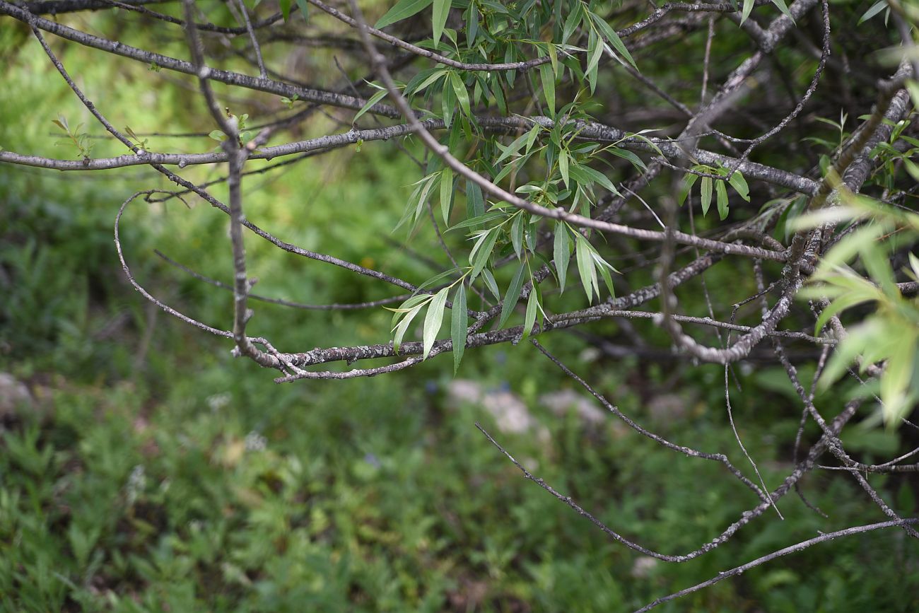 Image of genus Salix specimen.