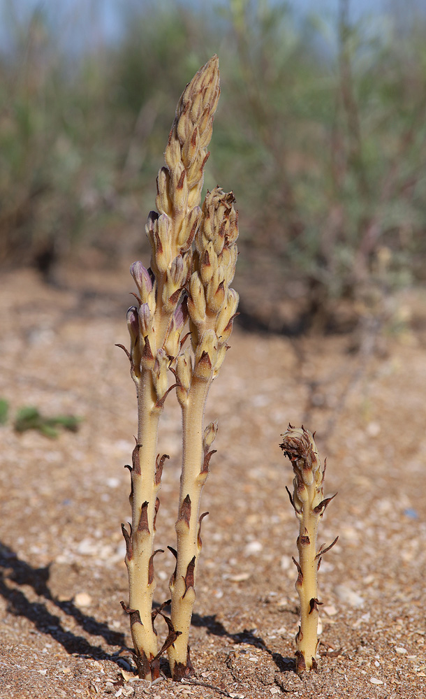 Image of Phelipanche arenaria specimen.