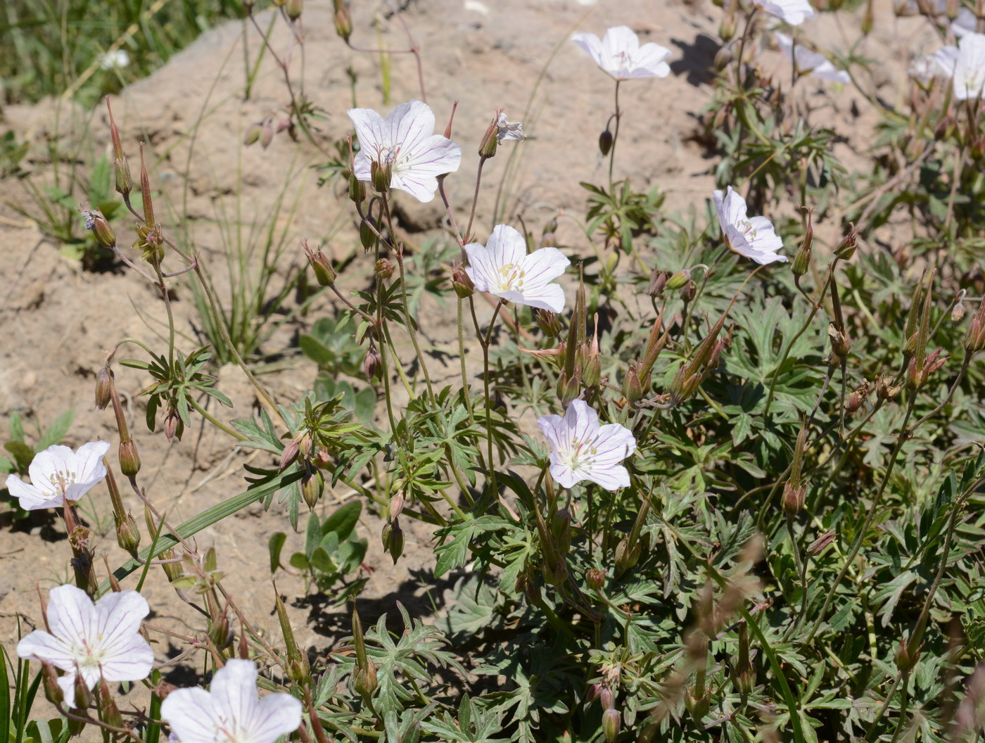 Изображение особи Geranium collinum.