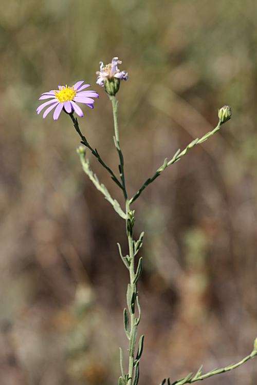 Image of Heteropappus canescens specimen.