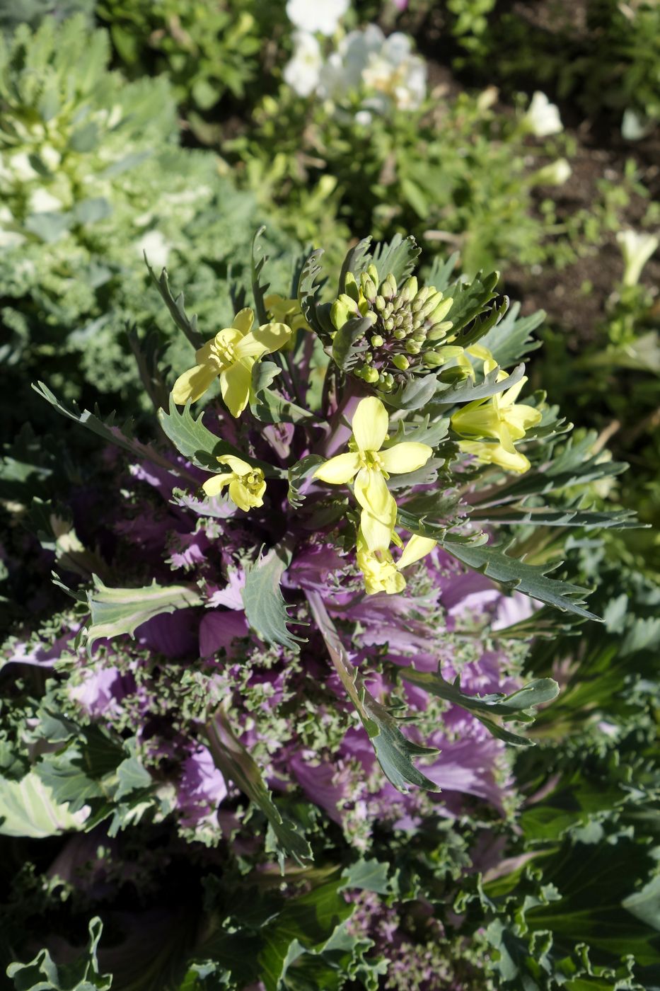 Изображение особи Brassica oleracea var. viridis.