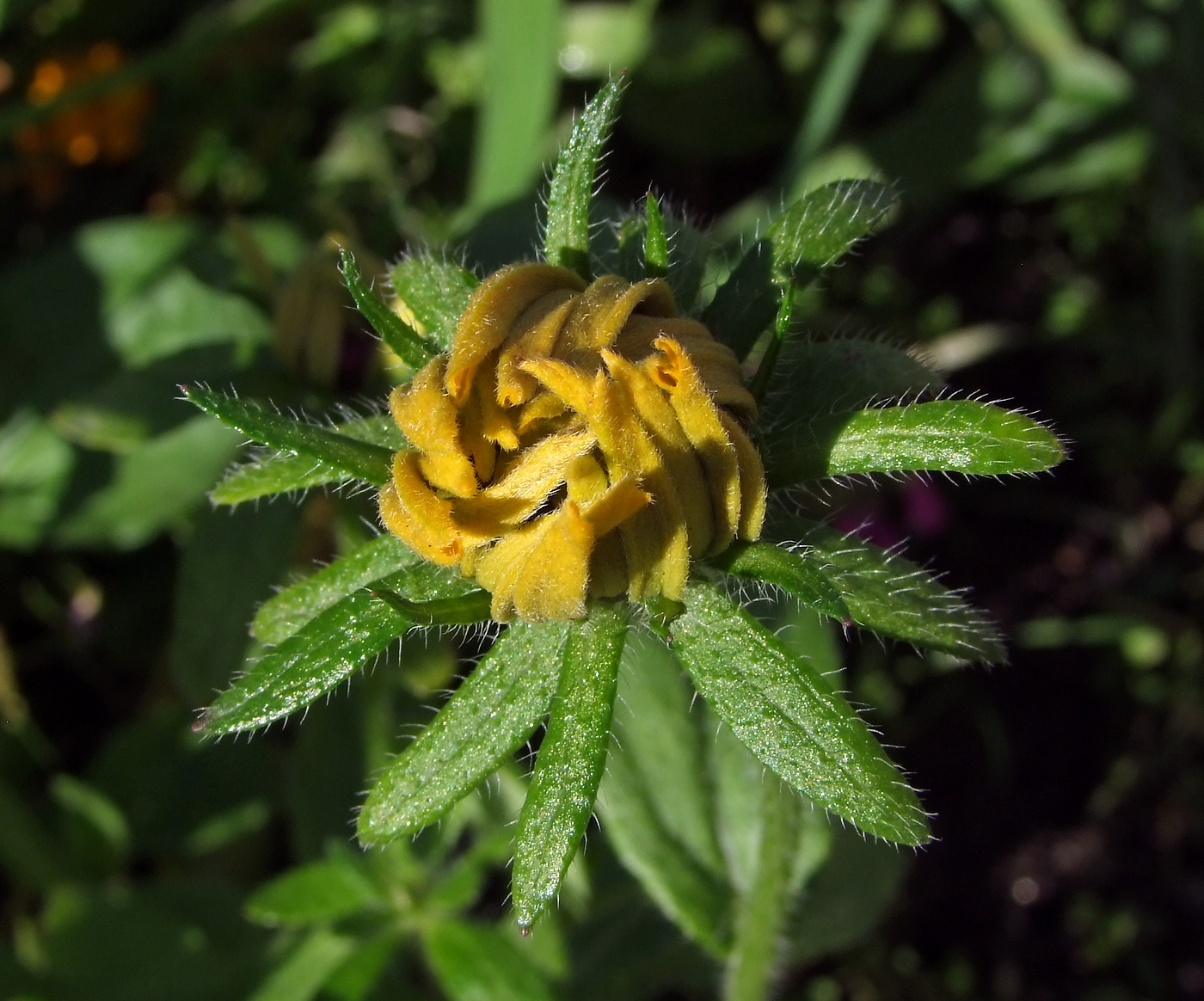 Image of Rudbeckia hirta specimen.