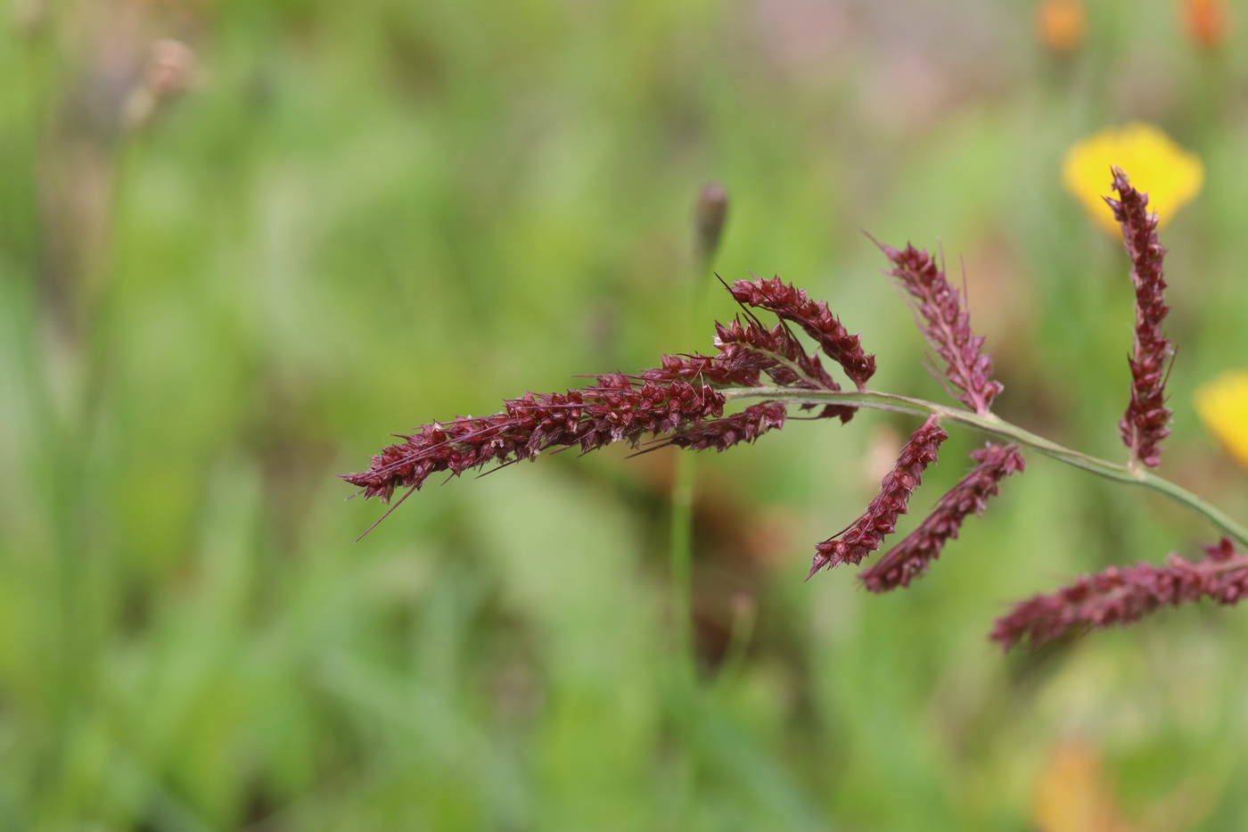 Image of Echinochloa crus-galli specimen.