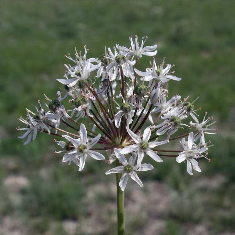 Image of Allium tulipifolium specimen.