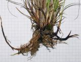 Carex tomentosa