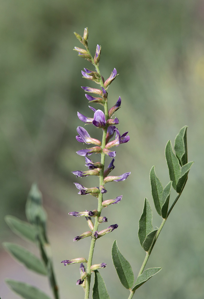 Image of Glycyrrhiza glabra specimen.