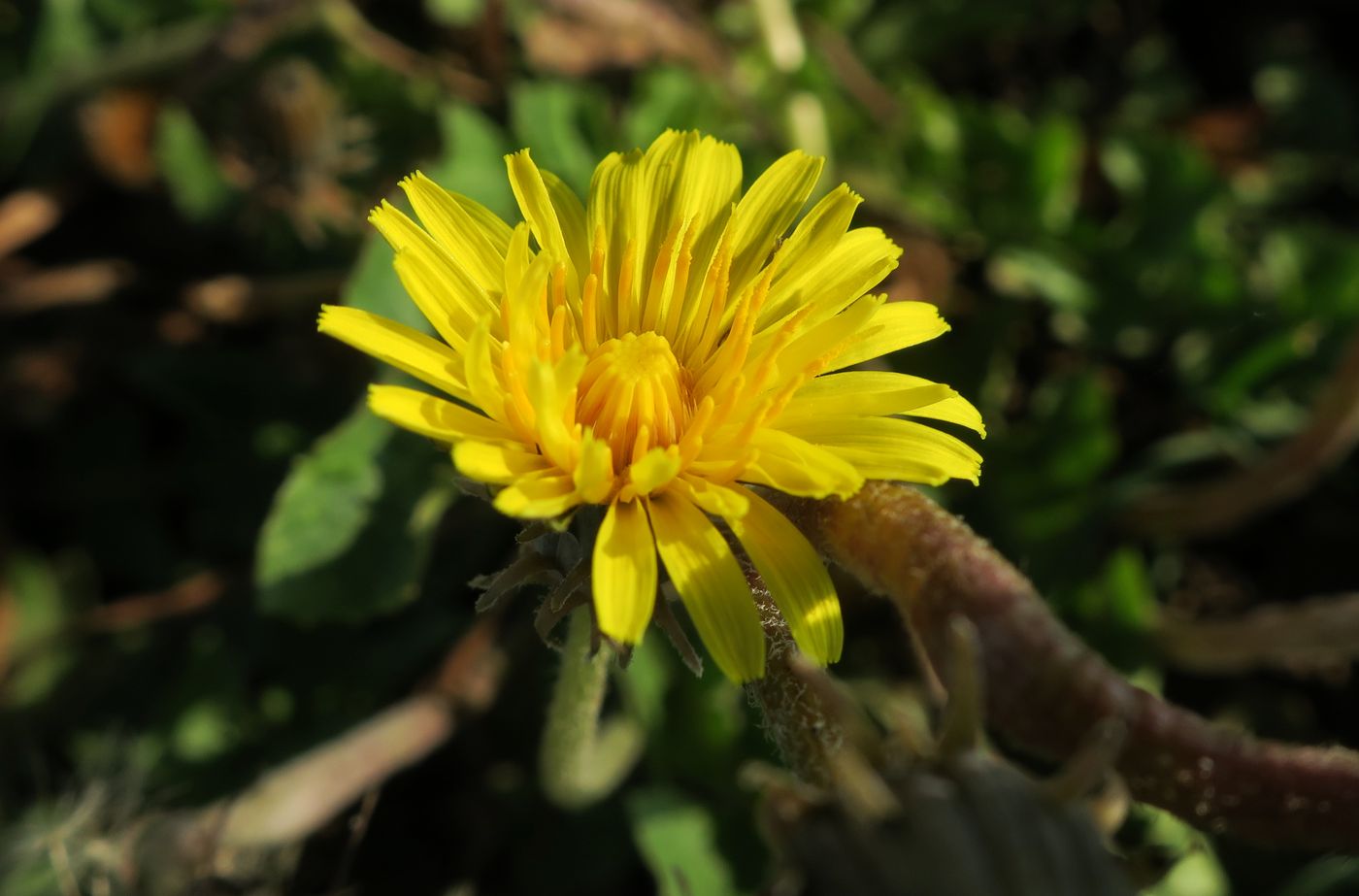 Image of genus Taraxacum specimen.