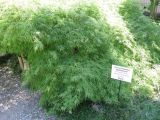 Acer palmatum. Культивируемое растение (форма \"Dissectum\"). Абхазия, г. Сухум, ботанический сад. 24 июля 2008 г.