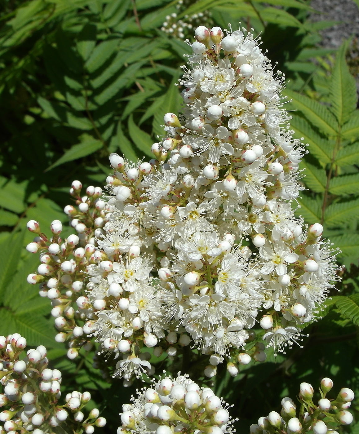 Image of Sorbaria sorbifolia specimen.