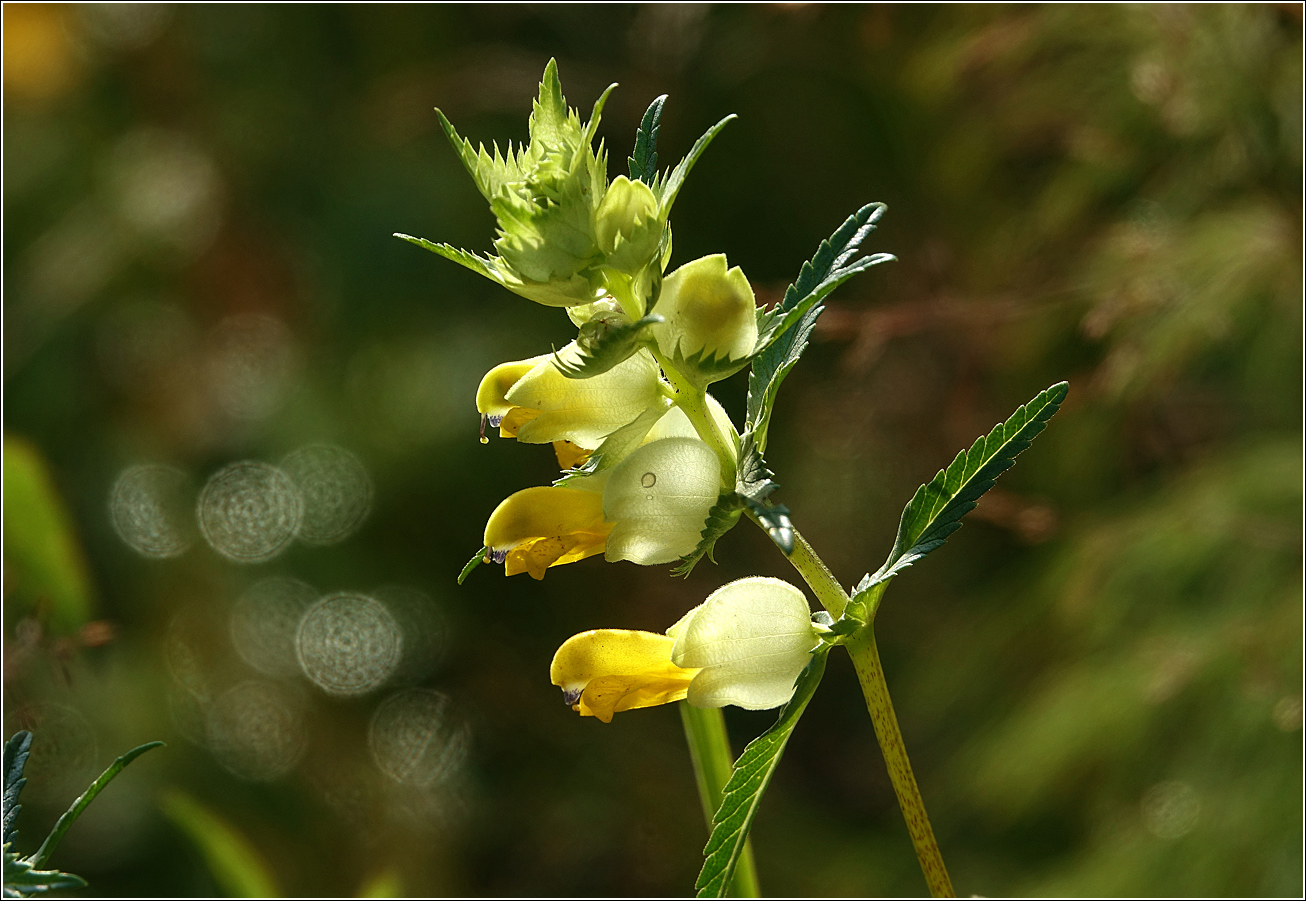 Изображение особи род Rhinanthus.