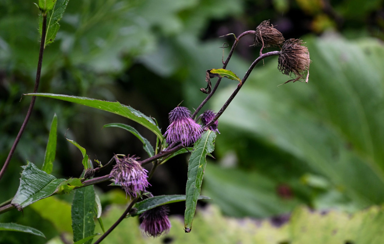 Image of Cirsium weyrichii specimen.