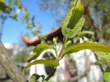 View full-size image Lonicera tatarica