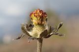 Bellis sylvestris