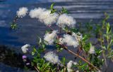 род Salix. Верхушка ветви с раскрывшимися соплодиями. Красноярский край, Таймырский Долгано-Ненецкий р-н, плато Путорана, долина р. Иркингда, частично затопленный каменистый пляж вблизи устья реки. 24.07.2023.