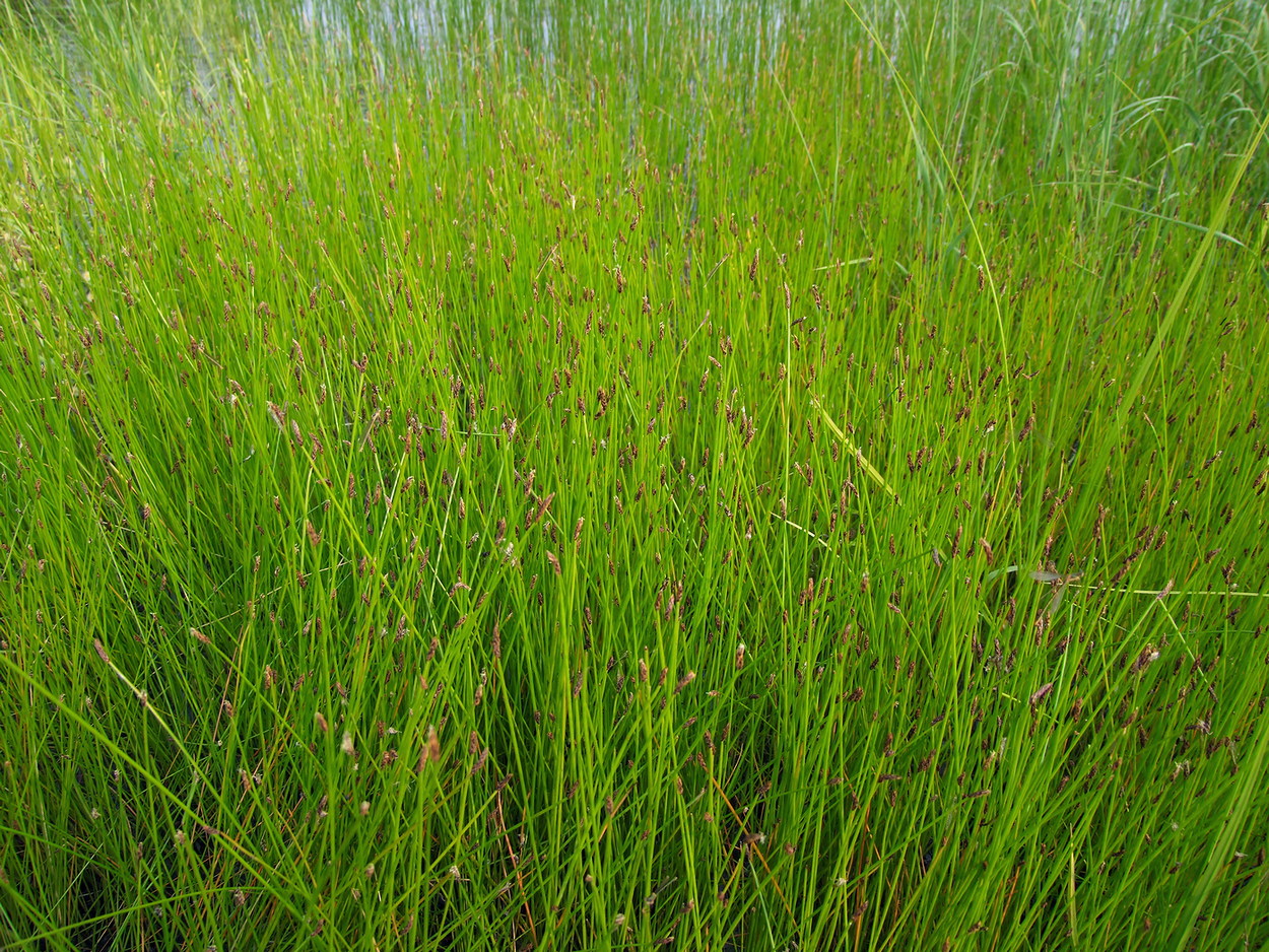 Изображение особи Eleocharis palustris.