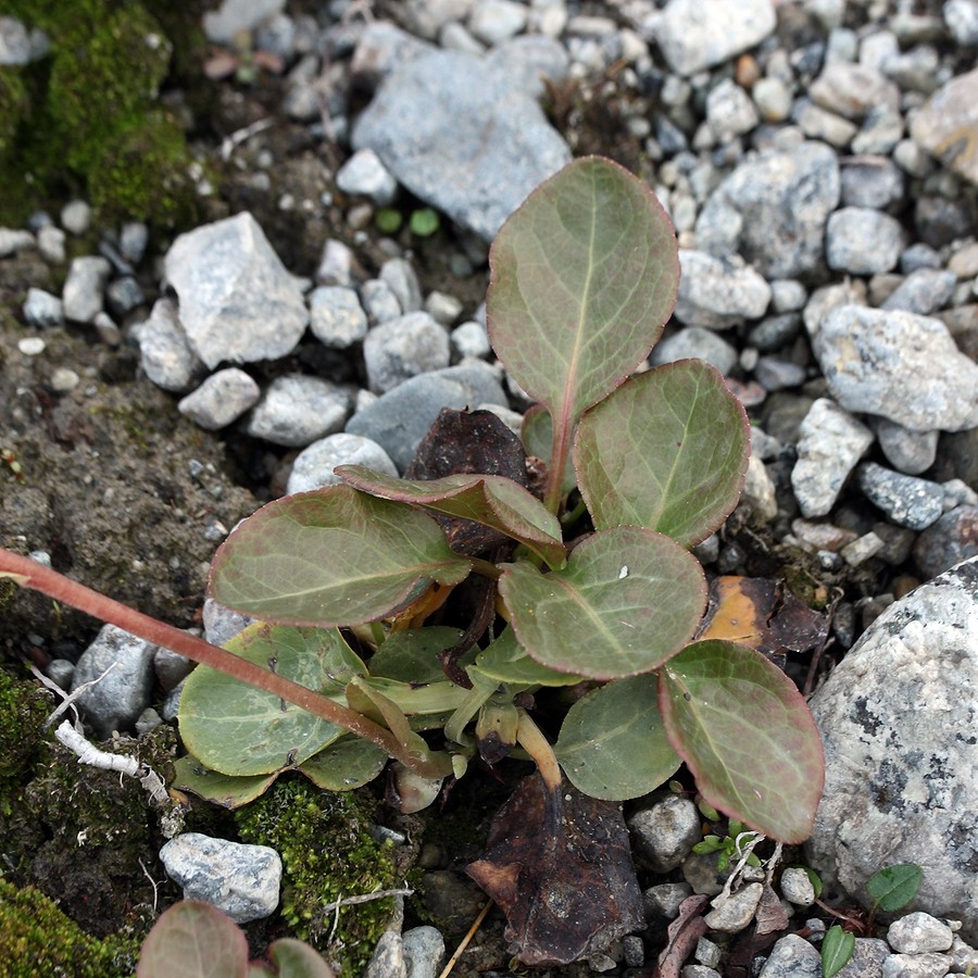 Image of Pyrola minor specimen.