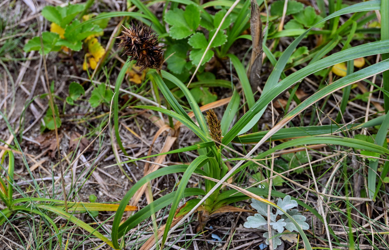 Image of Carex macrocephala specimen.