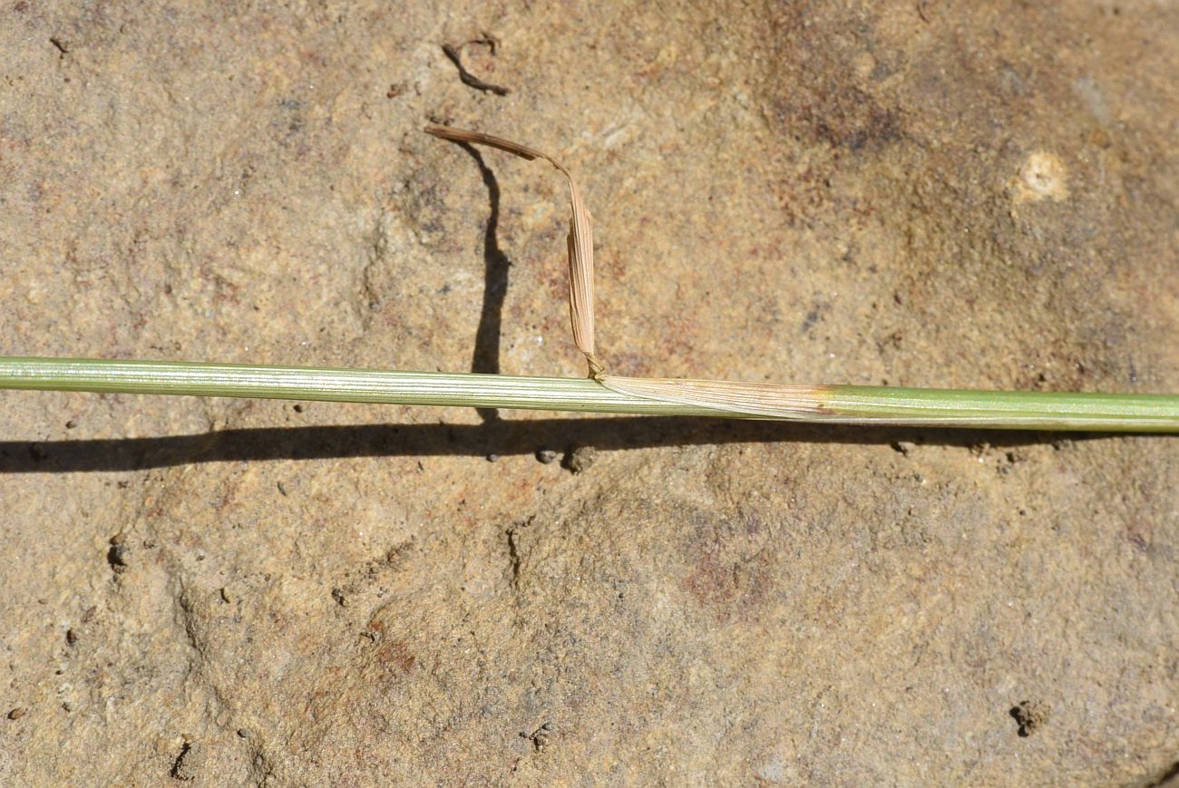 Image of familia Poaceae specimen.