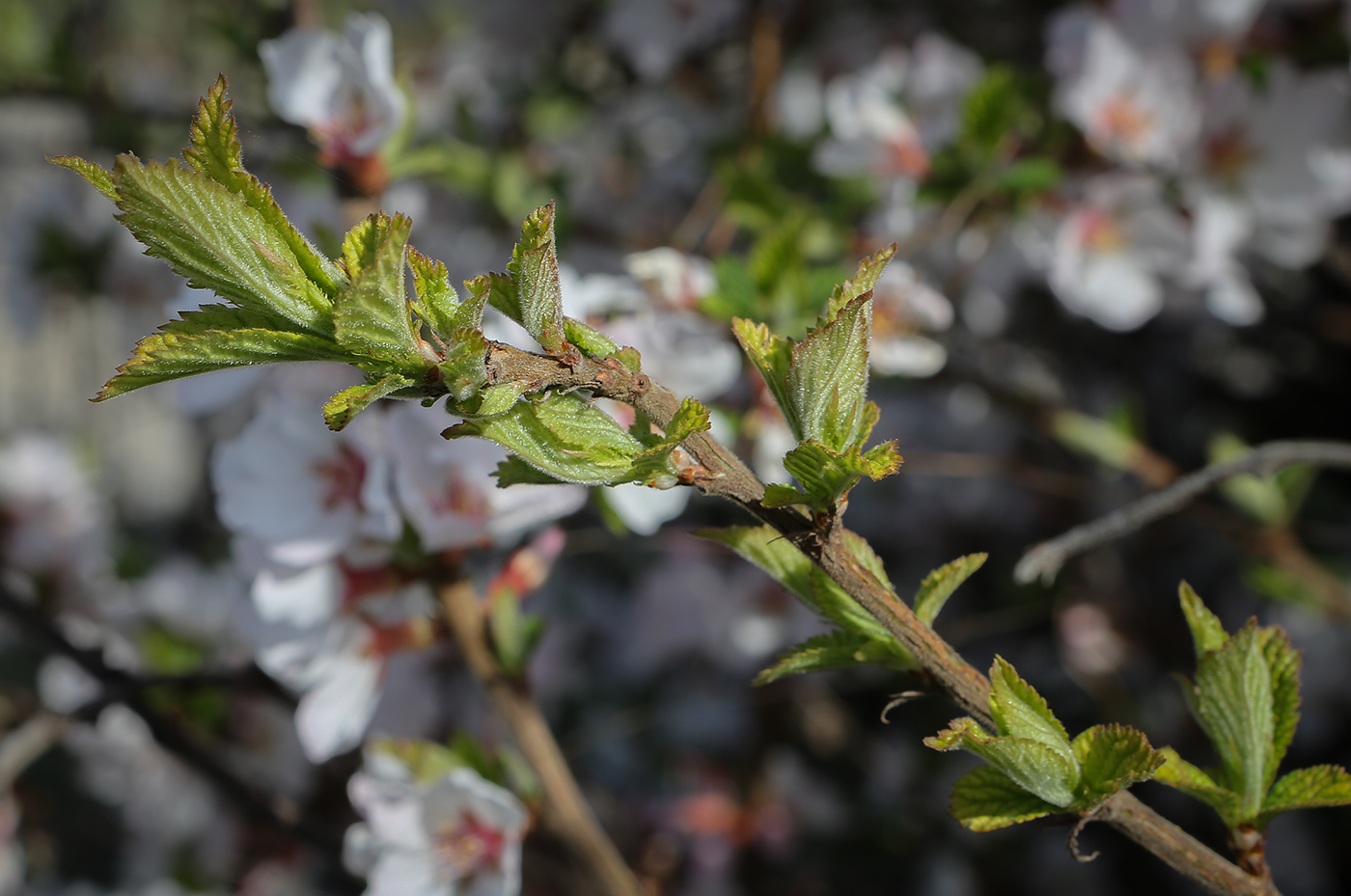 Изображение особи Cerasus tomentosa.