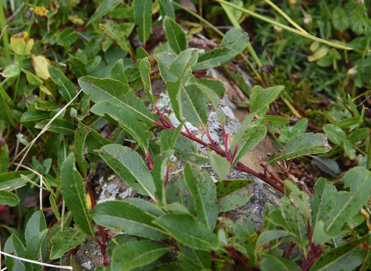 Image of Salix caucasica specimen.