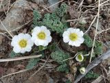 Callianthemum alatavicum