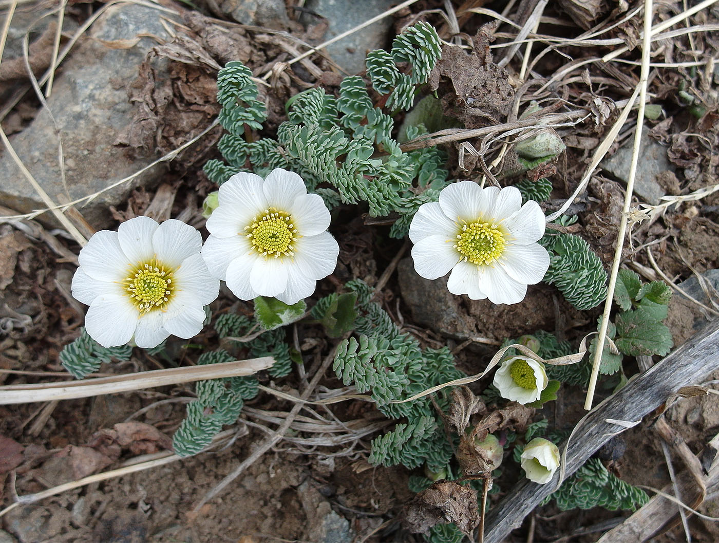 Image of Callianthemum alatavicum specimen.