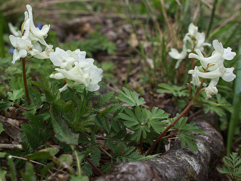 Image of Corydalis malkensis specimen.