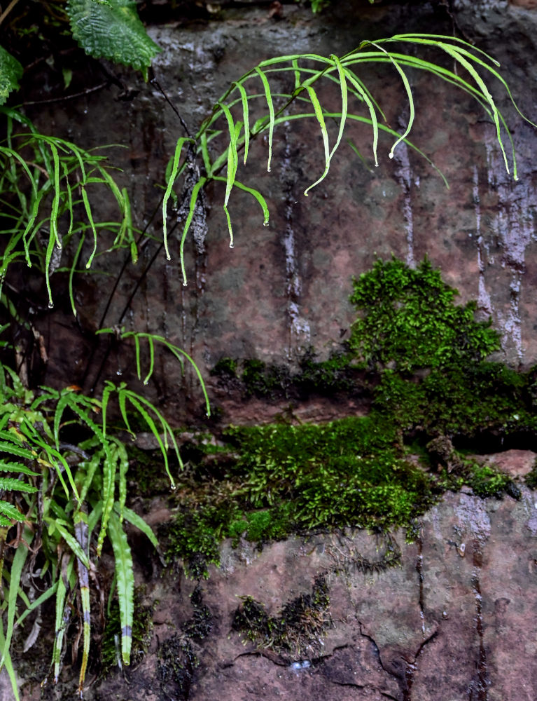 Image of Pteris multifida specimen.