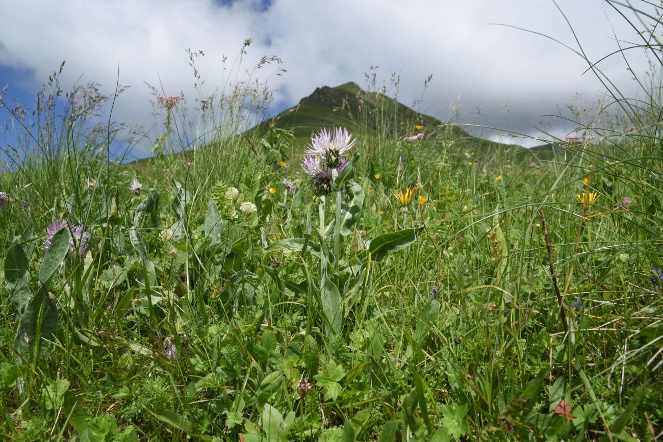 Image of Centaurea cheiranthifolia specimen.