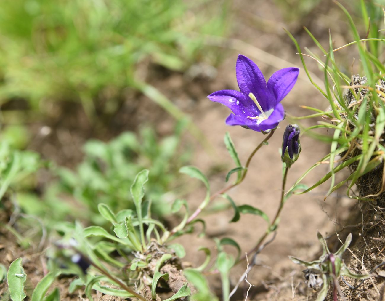 Image of Campanula bellidifolia specimen.