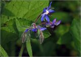 Borago officinalis. Цветки и бутоны. Московская обл., Раменский р-н, окр. дер. Хрипань, садовый участок. 10.07.2024.