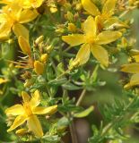 Hypericum perforatum