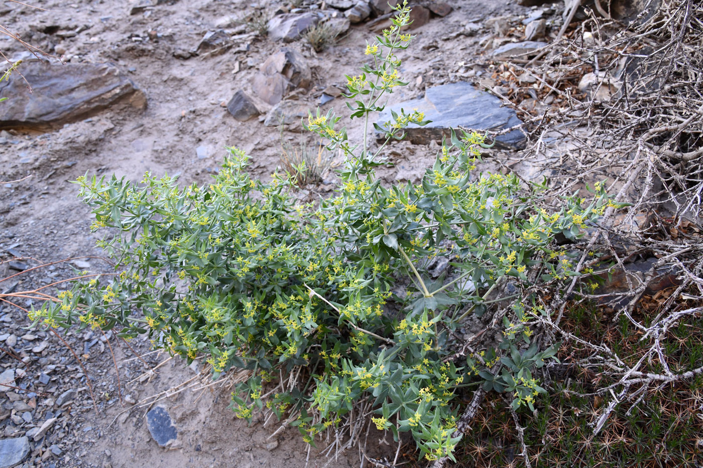 Image of Rubia tinctorum specimen.