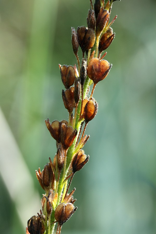 Image of Veronica teucrium specimen.